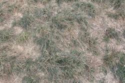 Grass Dead